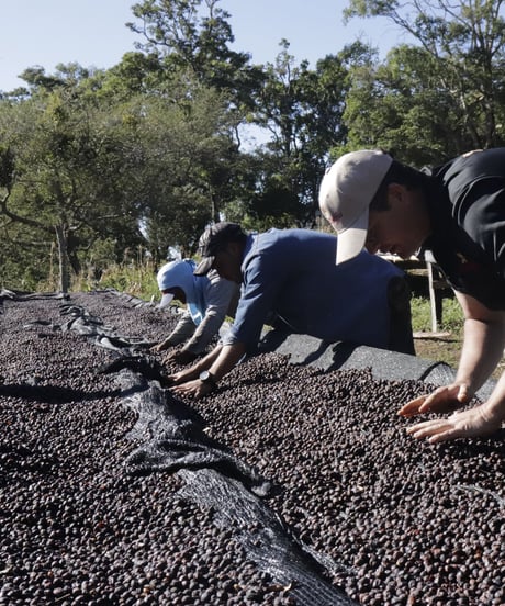 100g Panama ABU GN-1847 Geisha Natural