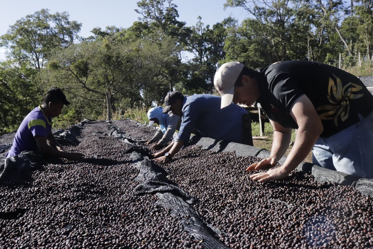 100g Panama ABU GN-1847 Geisha Natural | Mel Co