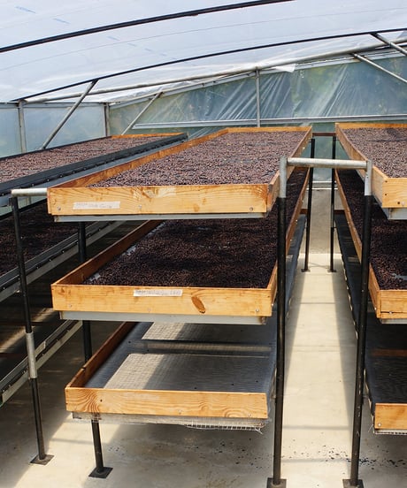 100g Panama Finca Deborah Geisha Anaerobic Natural Nirvana