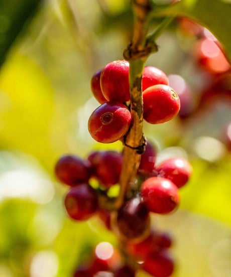 100g Panama Hartmann Geisha Natural Lot59 Manantial