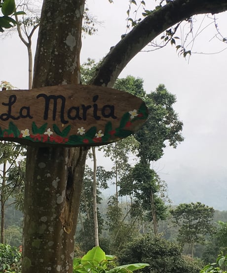 100g Colombia La Maria Geisha Natural