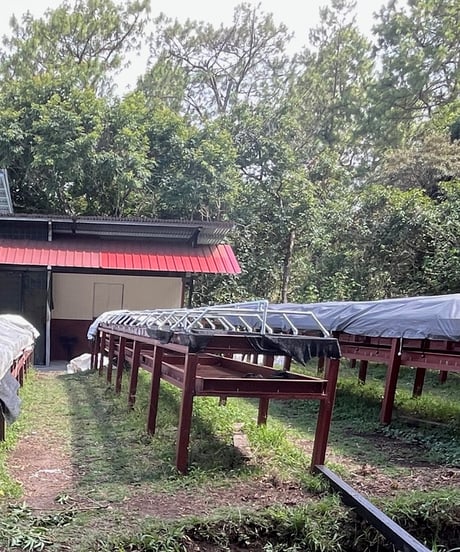 【coming soon】100g Panama Damarli Geisha Natural Lot11