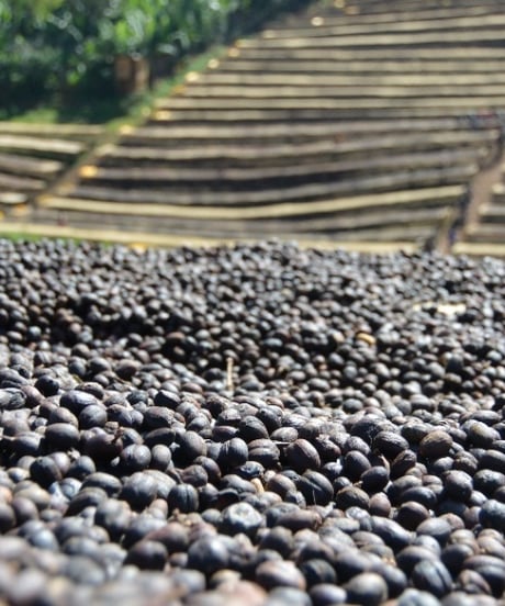 400g Ethiopia Yirgacheffe G1 Aricha Natural