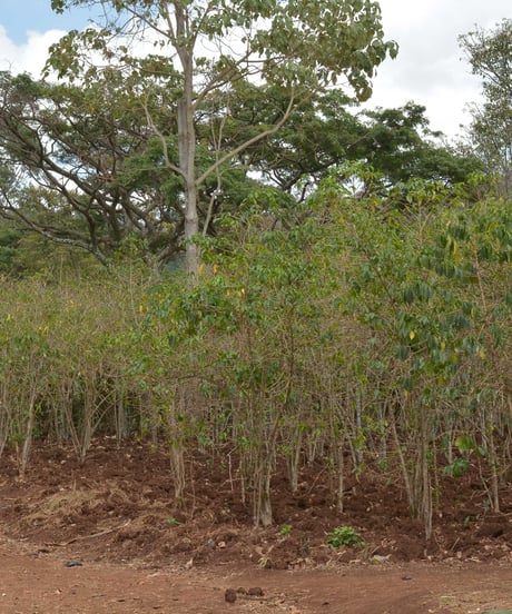 200g Ethiopia Gelcha Kindu CM Natural Indigo Lot 1426