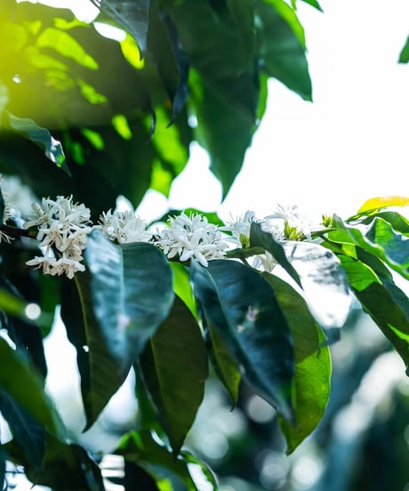 【coming soon】200g Guatemala El Mirador Geisha Washed