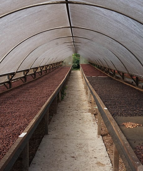 100g Panama Hartmann Geisha Natural Lot59 Manantial