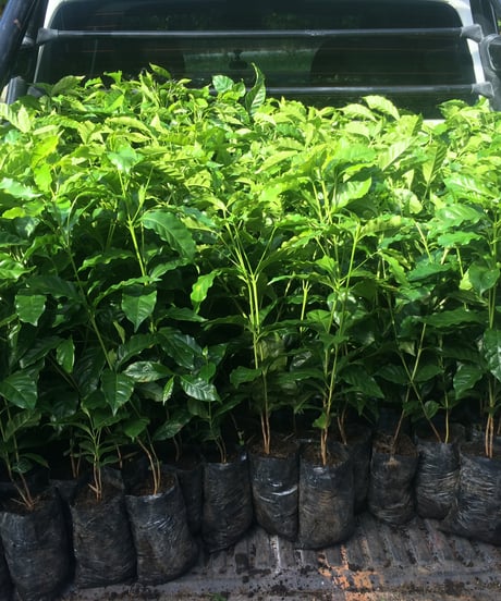 【coming soon】200g Panama Finca Deborah Geisha Nitrogen Natural Lot Nirvana