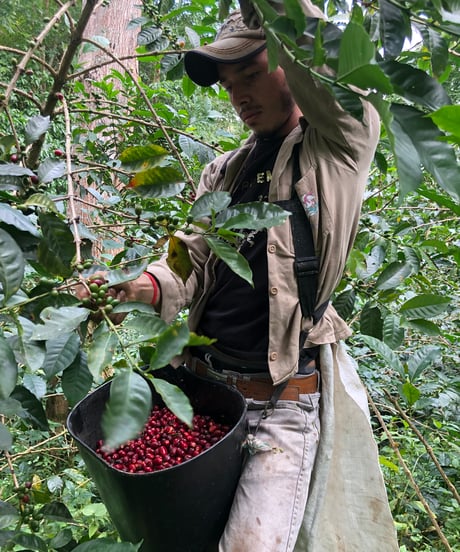 100g Colombia La Maria Geisha Natural