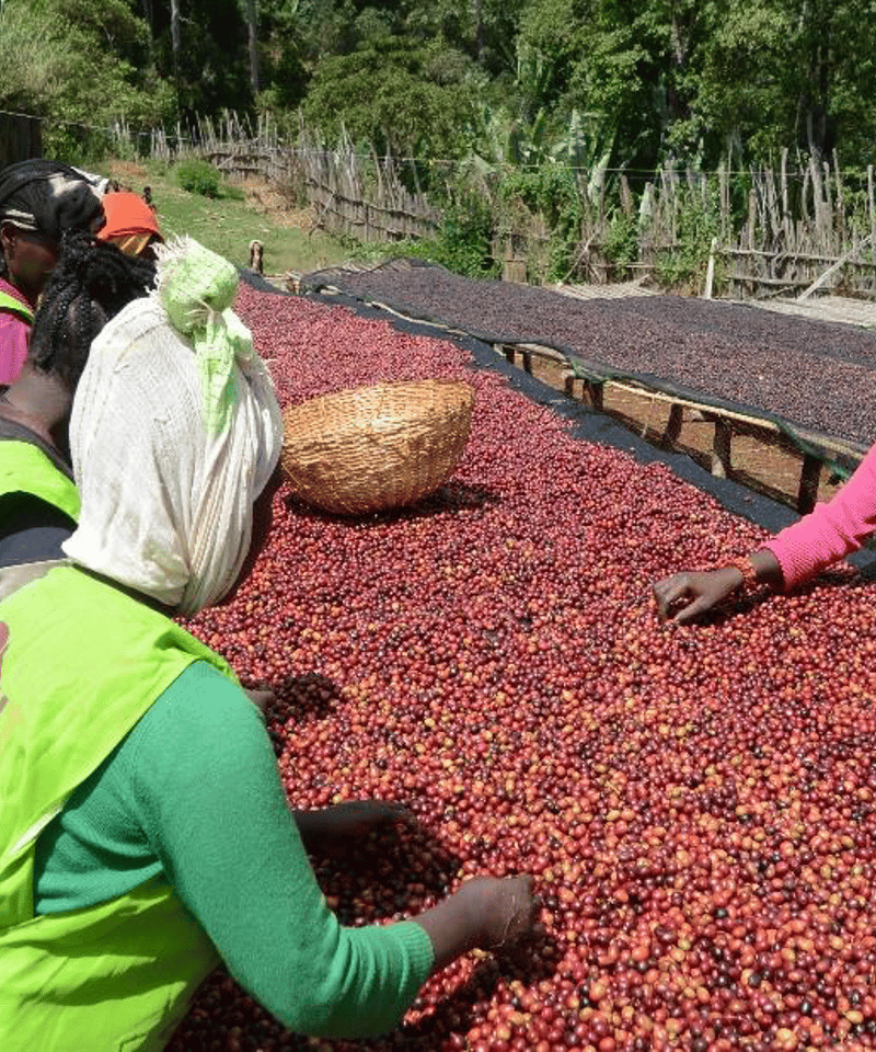 200g Ethiopia Worka Natural | Mel Coffee Roasters
