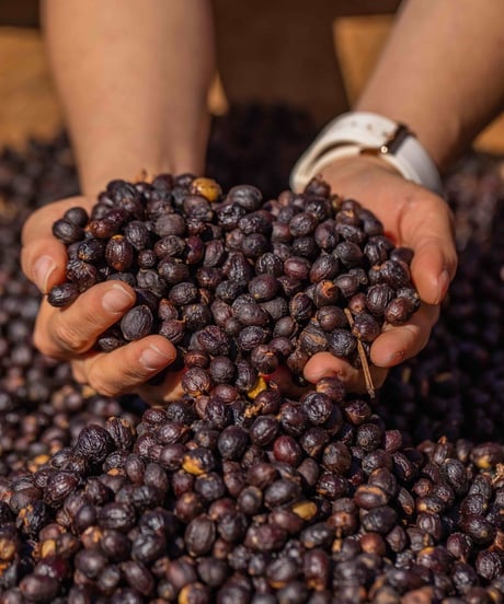 100g Panama Mi Finquita Geisha Natural