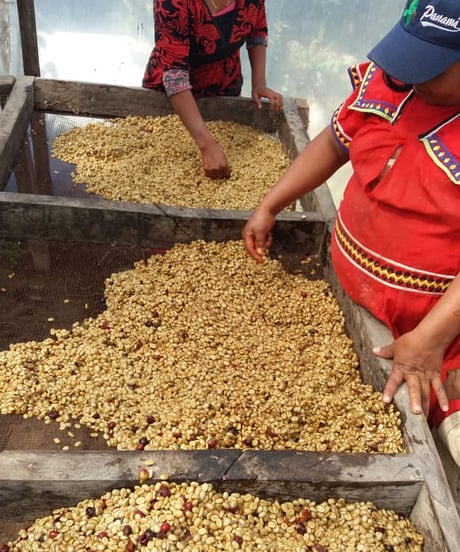 100g Panama Kalithea Geisha Natural