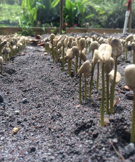 【coming soon】200g Panama Finca Deborah Geisha Nitrogen Natural Lot Nirvana