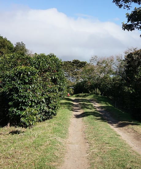 200g Panama Altieri Geisha Washed Lot ALE