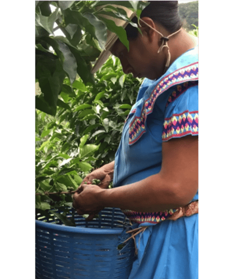 【coming soon】200g Panama Lérida Catuai Honey