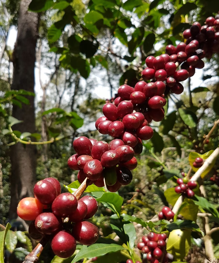 100g Panama ABU GN-1847 Geisha Natural | Mel Co