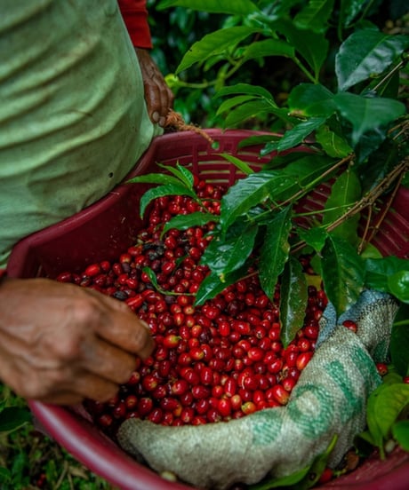 200g Panama La Esmeralda Private Collection Geisha Fully Washed