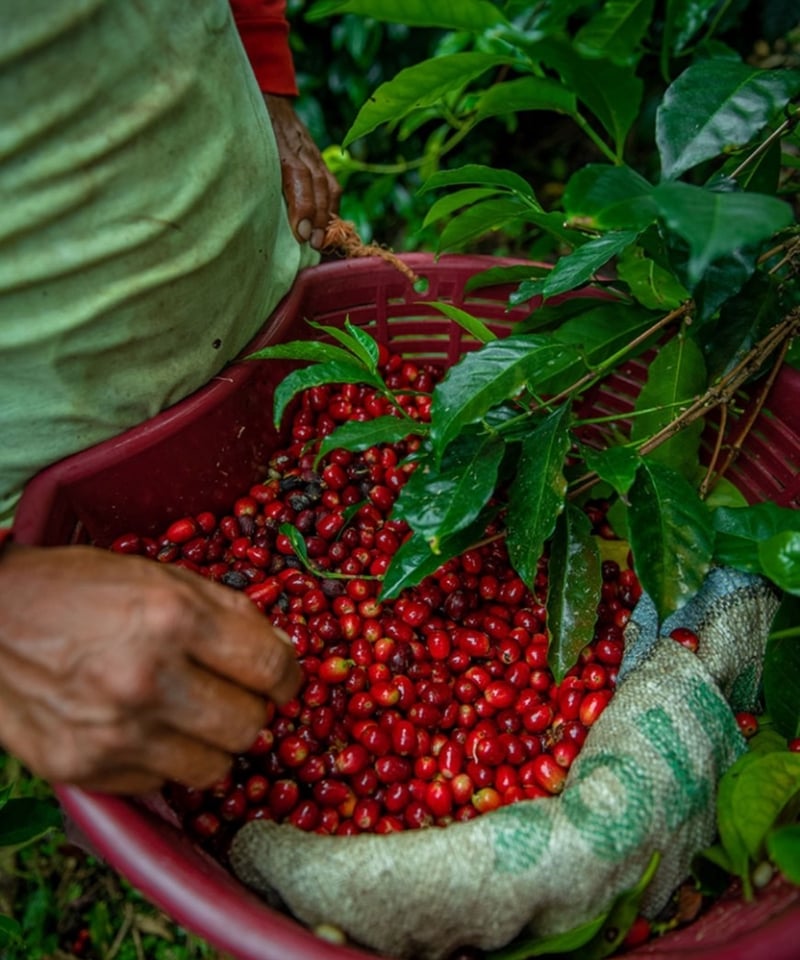 100g Panama La Esmeralda Private Collection Gei