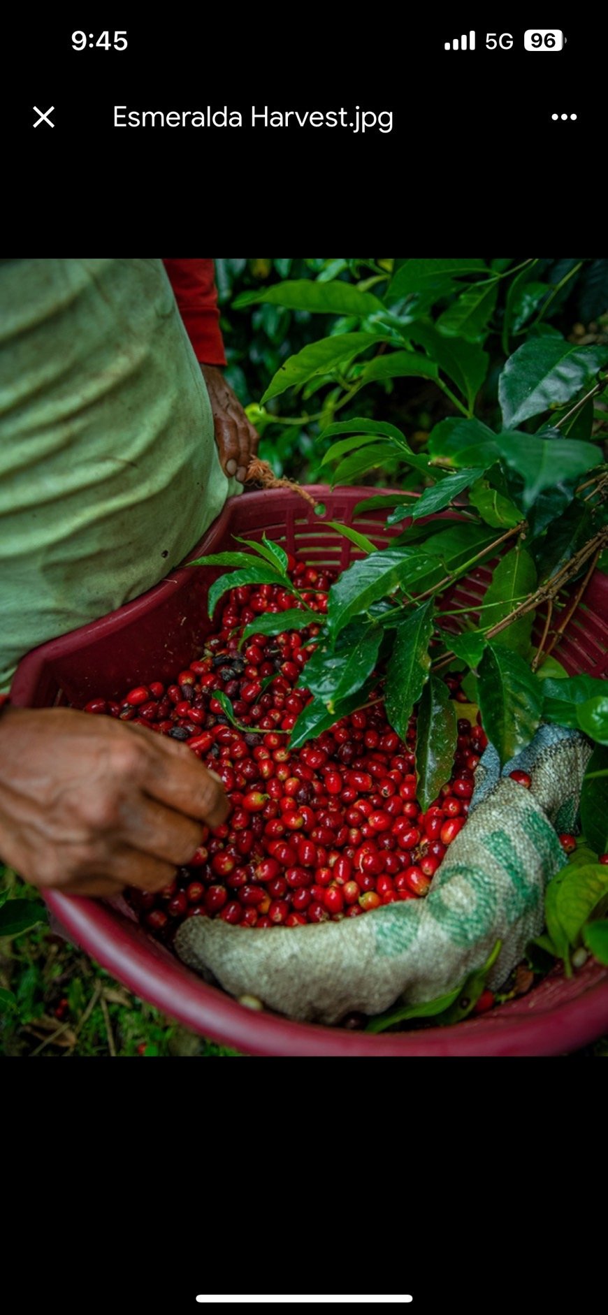 100g Panama La Esmeralda Private Collection Gei