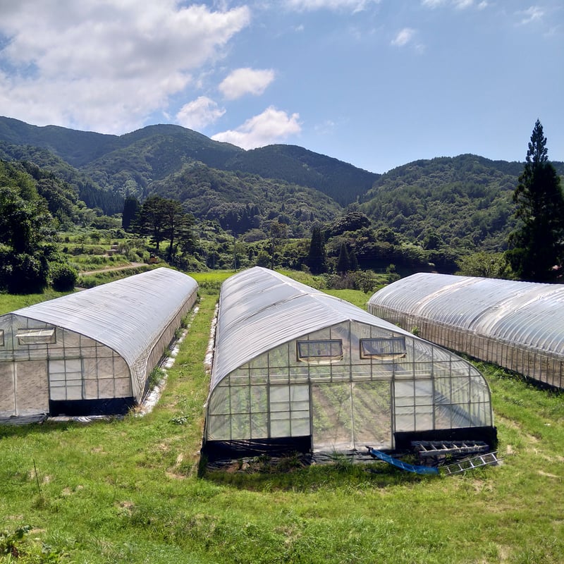 旬の野菜セット (厳選8品～10品程度） | 秘境 奥島根 弥栄