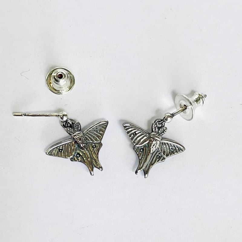 【極美♂】イズベラミズアオ 蛾ピカソモスモルフォチョウアグリアス　標本 Amazon.co.jp: 蝶の標本 デイダミアモルフォ Morpho deidamia モルフォ