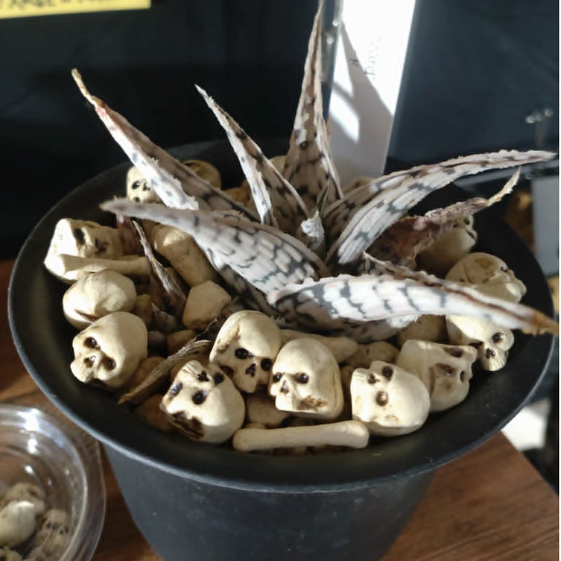 即納可能！】ドクロストーン（大）［大友窯SKULL］ | 上州本店 蛇骨堂