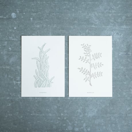 CATEGORY 紙もの | Gallery KIANU