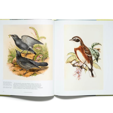 Birds: Ornithology & the Great Bird Artists