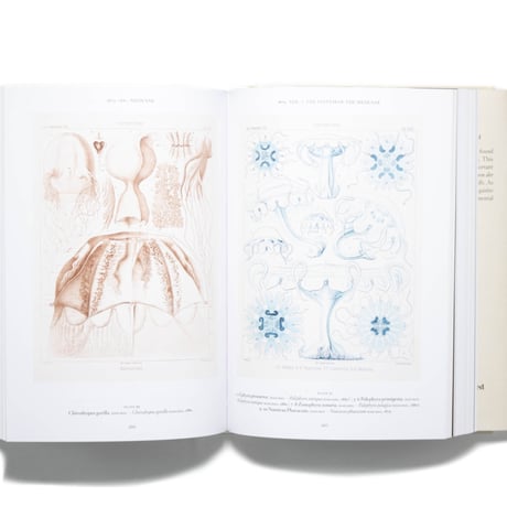 The Art and Science of Ernst Haeckel. 40th Ed.