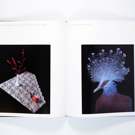 Aviary: The Bird in Contemporary Photography