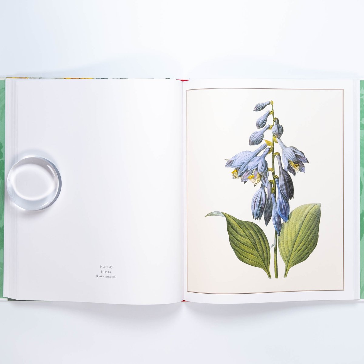 Redouté: Fabulous Flowers | Art Book Iskusstvo