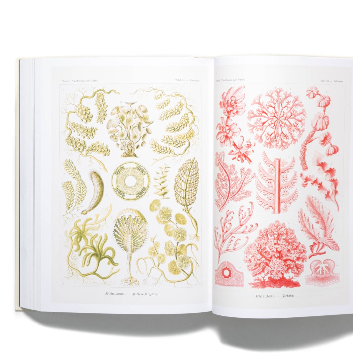 The Art and Science of Ernst Haeckel. 40th Ed. 