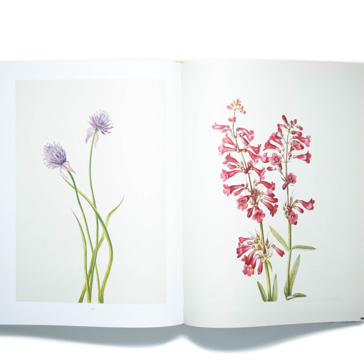 Wild Flowers of North America | Art Book Iskusstvo
