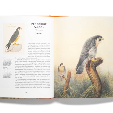 Remarkable Birds