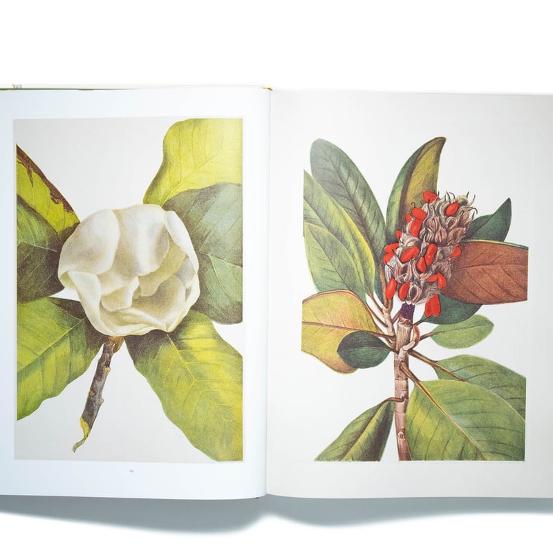 超希少 1876年 アンティーク WILD FLOWERS 手彩色 大型本 超希少 1876年 アンティーク WILD FLOWERS 手彩色 大型本