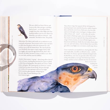 The Book of Birds : A Field Guide to Wonder and Loss