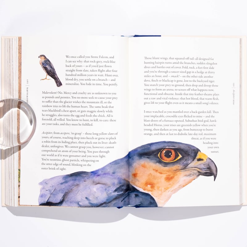The Book of Birds : A Field Guide to Wonder and