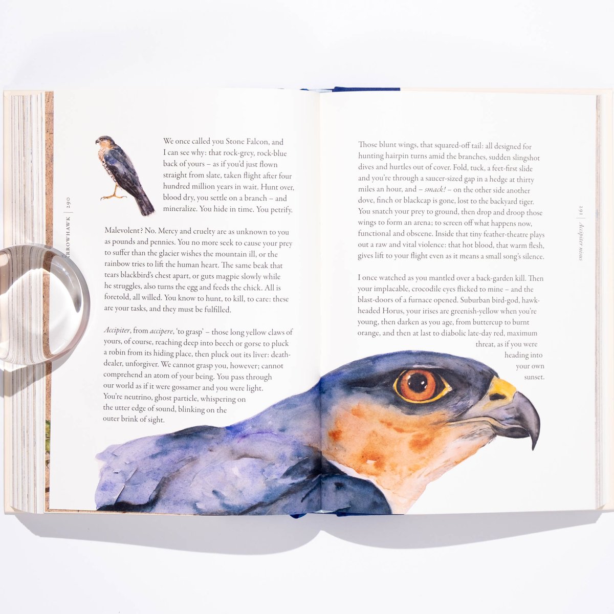 The Book of Birds : A Field Guide to Wonder and