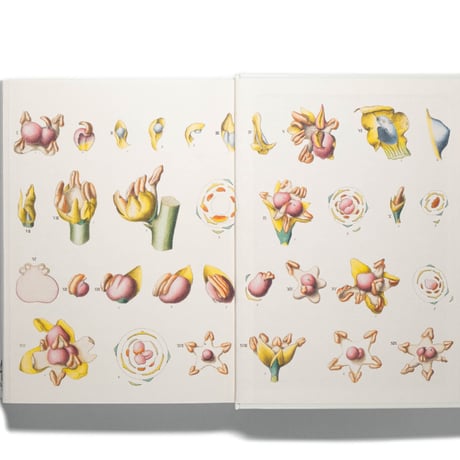 A Garden Eden. Masterpieces of Botanical Illustration. 40th Ed.