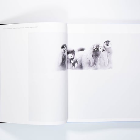 Aviary: The Bird in Contemporary Photography
