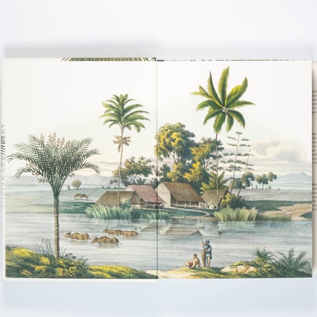 Martius. The Book of Palms. 45th Ed.