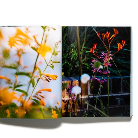 Super Bloom: A Field Guide to Flowers for Every Gardener