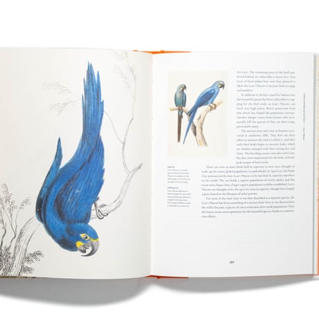 Remarkable Birds