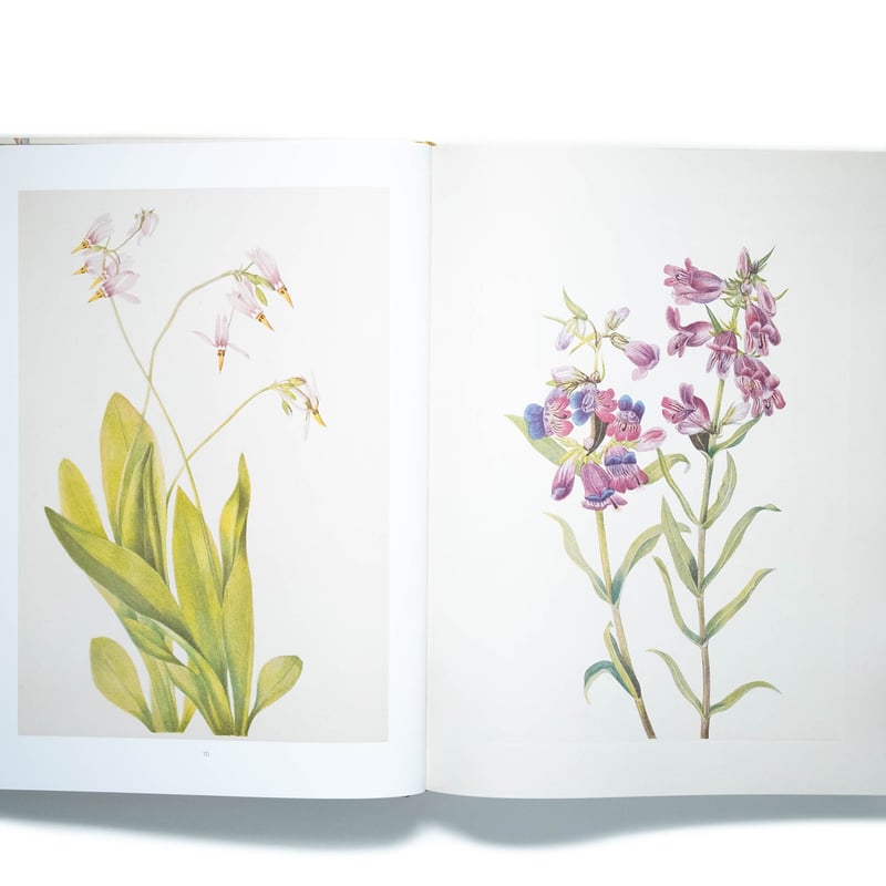 超希少 1876年 アンティーク WILD FLOWERS 手彩色 大型本 洋書古書 希少 Familiar Wild Flowers アンティーク植物図鑑