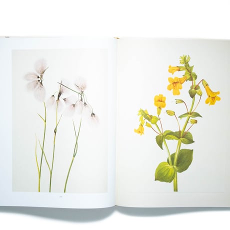 Wild Flowers of North America
