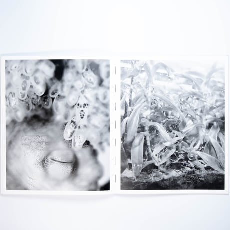 Benedetta Casagrande - All Things Laid Dormant