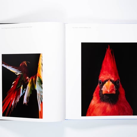 Aviary: The Bird in Contemporary Photography