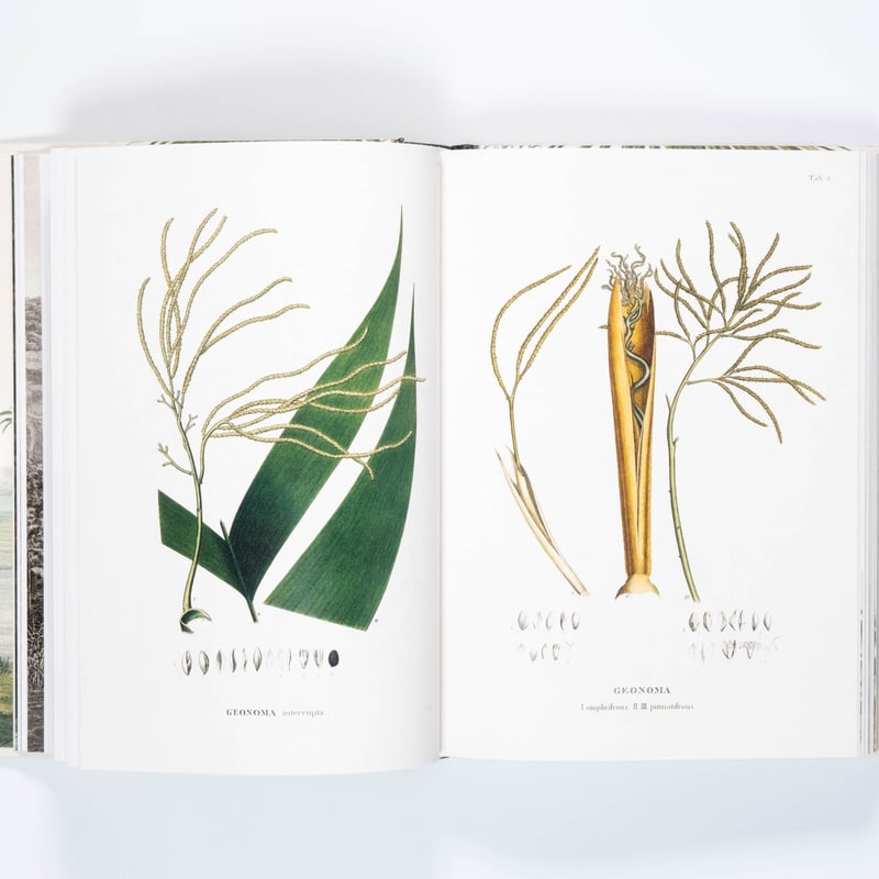 【入手困難！美品】THE BOOK OF PALMS Martius. The Book of Palms. 45th Ed. | Art Book