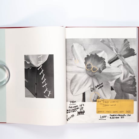 Magali Reus – Red Roses