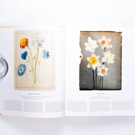 Flower: Exploring the World in Bloom
