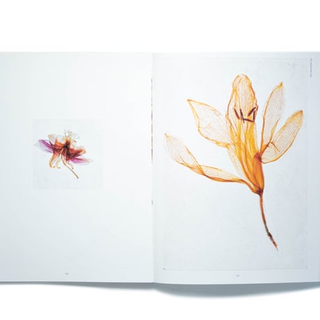 Brigitte Lustenberger: An Apparition of Memory